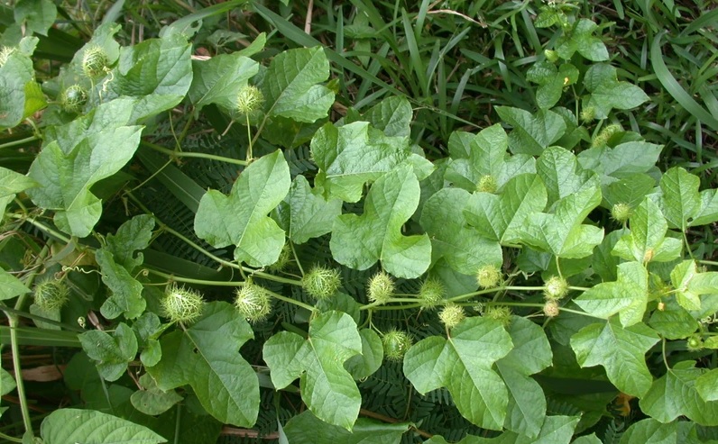 Lá lạc tiên